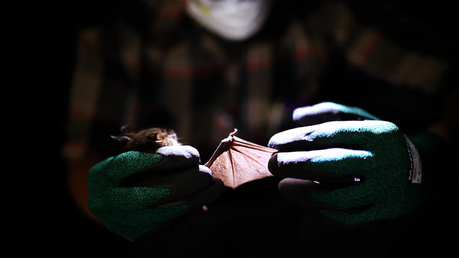 Human holding a bat
