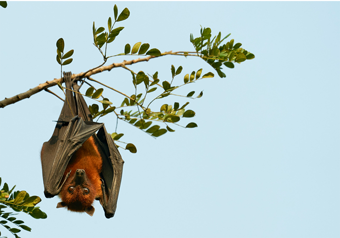 A bat hangs from a tree branch.