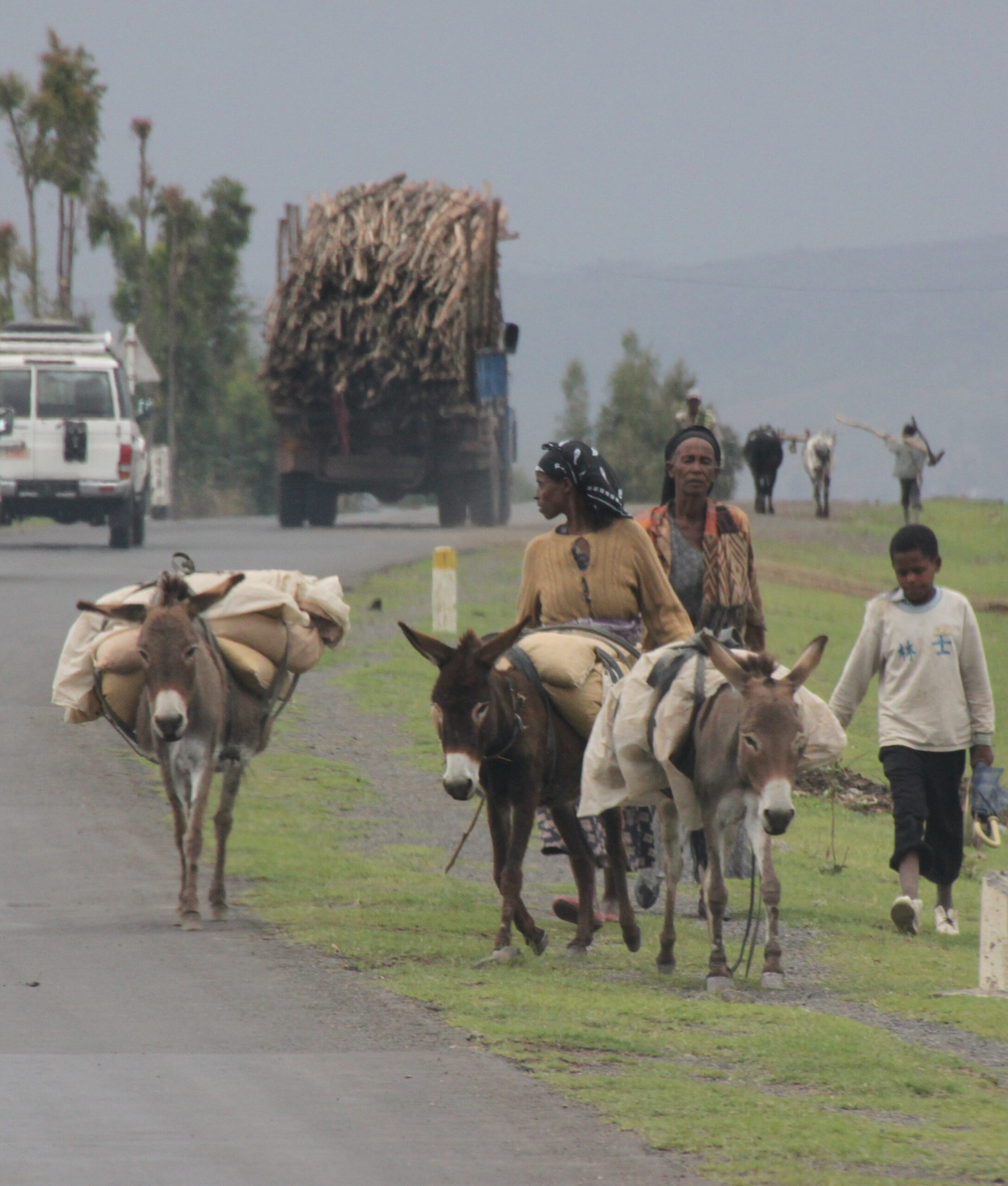 Women and child walking with donkeys along side a road with two trucks, with cattle and two people in the background in Ethiopia