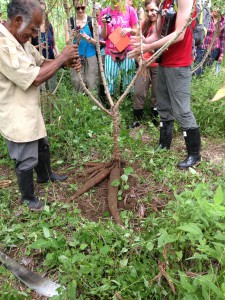 Ernesto Campos, an farmer in Ecuador, shows UW-Madison field course students how he harvests yucca root.