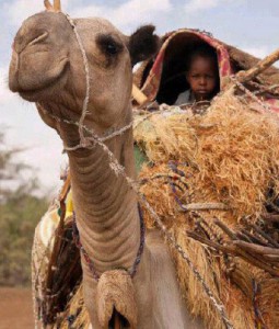 Global Health Seminar Series: Reaching every last child in the polio eradication endgame