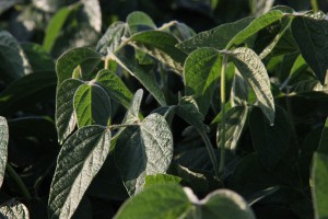 For soybean growers, hidden cost of climate change tops $11 billion