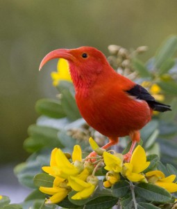 As climate warms Hawaiian forest, birds lose more ground to mosquitoes