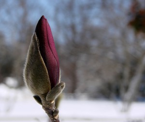 Spring will come 3 weeks earlier to Wisconsin, thanks to a warming world