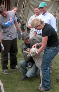 Chris Olsen joins students vaccinating sheep during a Global Health Field Course in Ecuador.