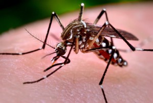 Zikz virus is transmitted by a specific mosquito called Aedes aegypti. Photo by James Gathany/Centers for Disease Control and Prevention,