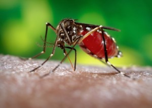 GHI supports SVM researcher to help find Zika virus in Colombia, look for ways to stop it