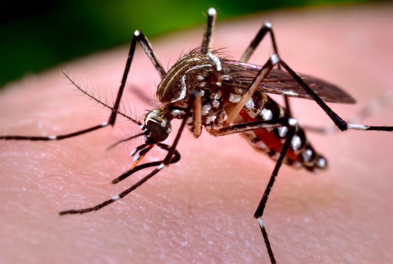 Zika-mosquito-large-775x521