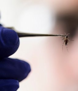 Watch new Zika video from UW-Madison