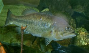 New  virus found during investigation into largemouth bass fish kill