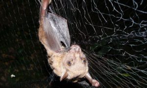 Research by GHI Associate Director Tony Goldberg Reveals Relationship Between a Virus, a Parasite and an African Bat