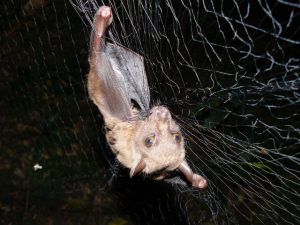 Research by GHI Associate Director Tony Goldberg reveals relationship between a virus, a parasite and an African bat