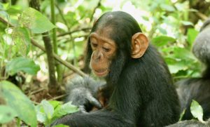 Chimpanzee deaths in Uganda pinned on human cold virus
