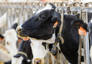 Local to global connection: Dairy project expands Wisconsin Idea to Ethiopia