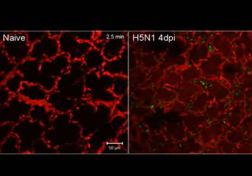 GHI Advisory Committee member Yoshihiro Kawaoka creates tool allowing scientists to witness influenza infection in a living animal
