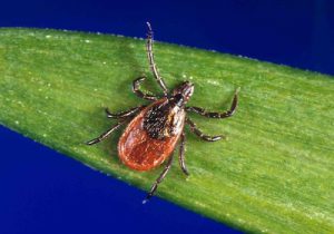 GHI Advisory Committee member Susan Paskewitz, UW Entomology department develop app to help track ticks