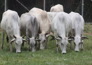 The story of milk: Strategies and policy implications for ensuring safe milk production in Ethiopia