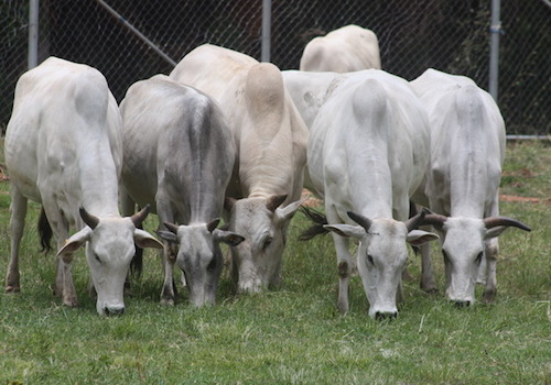 The story of milk: Strategies and policy implications for ensuring safe milk production in Ethiopia