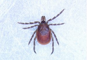 A new CDC-funded center at UW looks to stay a step ahead of the upper Midwest’s ticks and mosquitos