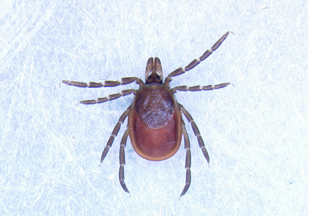 A new CDC-funded center at UW looks to stay a step ahead of the upper Midwest’s ticks and mosquitos