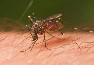 Zika virus infection may multiply risk of miscarriage, stillbirth