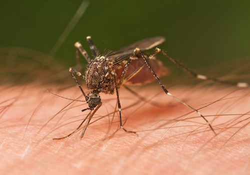 Zika virus infection may multiply risk of miscarriage, stillbirth