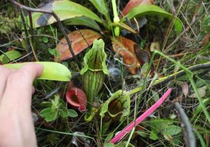 An ocean apart, carnivorous pitcher plants create similar communities