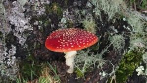 In dangerous fungal family’s befriending of plants, a story of loss
