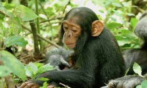 Primatologists work to keep great apes safe from coronavirus