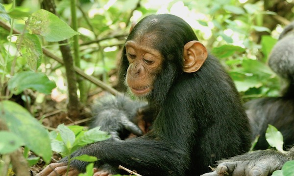 Primatologists work to keep great apes safe from coronavirus