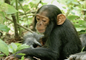 Human respiratory viruses continue to spread in wild chimpanzees