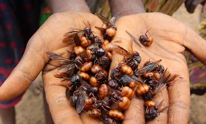 Six-legged livestock? Edible insects for global health