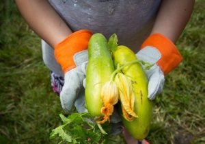 UW-Madison Division of Extension launches $2.5 million national grant