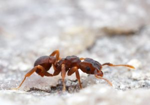 Microbes hitched to insects provide a rich source of new antibiotics