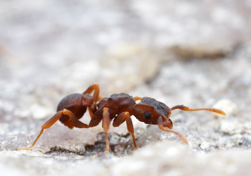 Microbes hitched to insects provide a rich source of new antibiotics