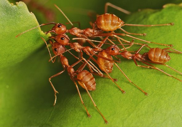 The Badger Herald: UW project investigates sustainability potential of eating insects