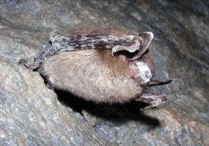 Vaccination may help protect bats from deadly disease