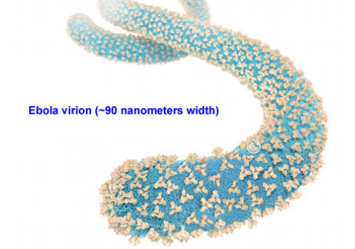 Antibody responses continue evolving in Ebola survivors months after recovery