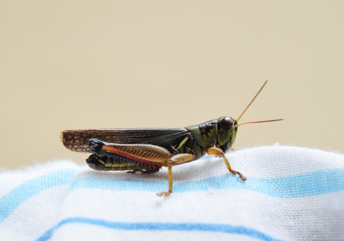 Research and policy priorities for edible insects