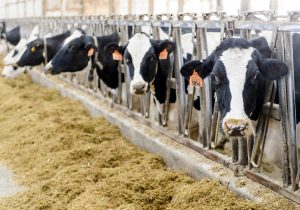 Sustainable dairy project finds ways to lower emissions, boost profits