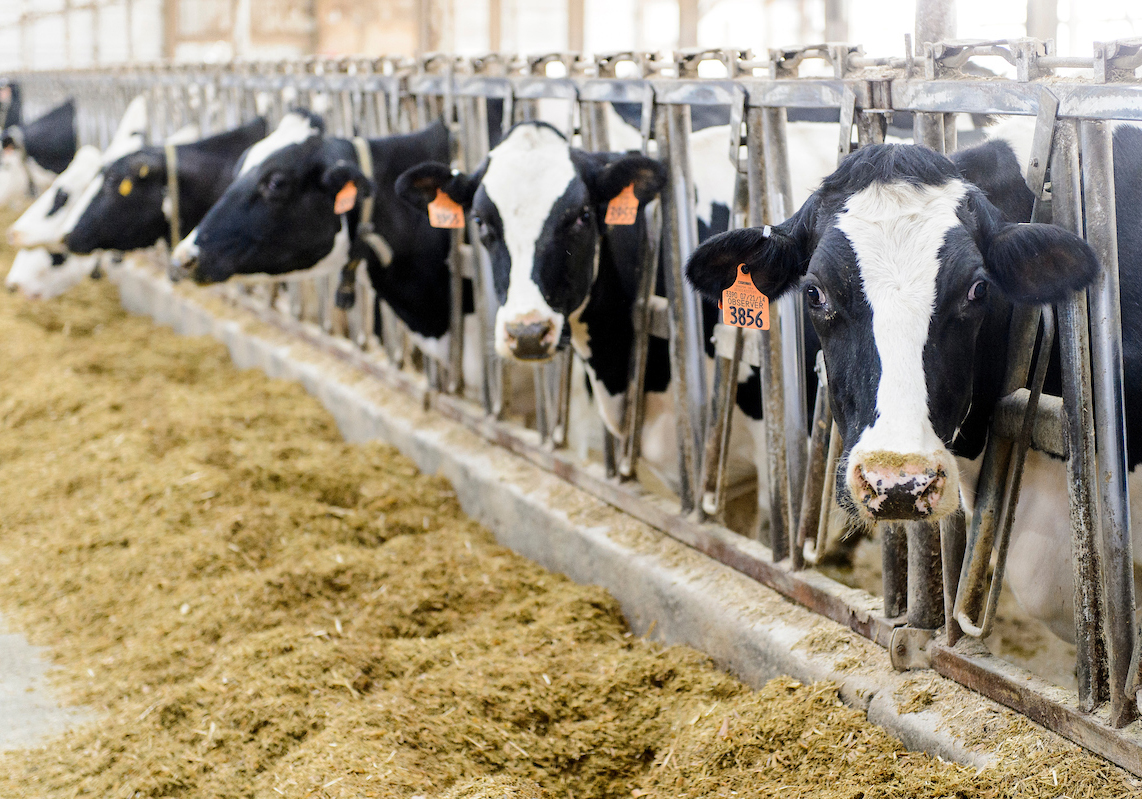 Sustainable dairy project finds ways to lower emissions, boost profits