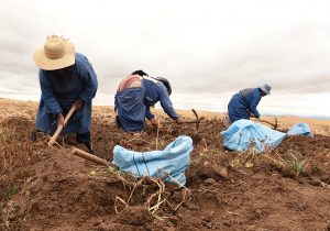 Peru | New potato helps farmers weather the frost