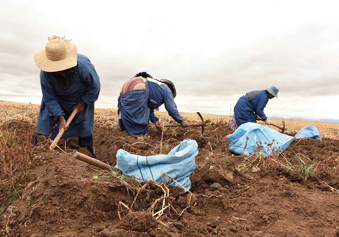 Peru | New potato helps farmers weather the frost
