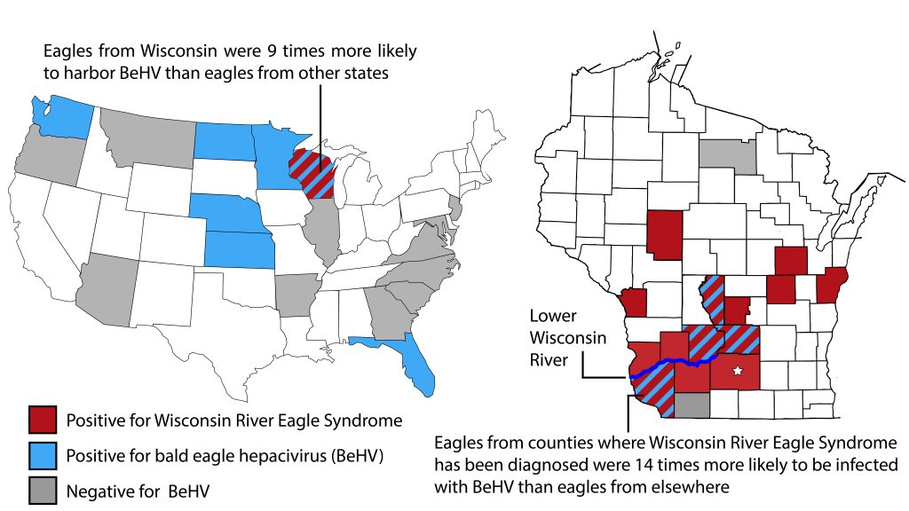 A map of U.S. states and Wisconsin counties showing areas infected.