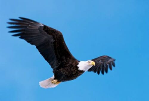 Newly discovered virus infects bald eagles across America