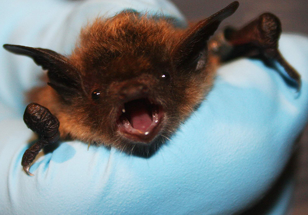 The Scientific Frontier of Vaccinating Bats Against a Deadly Fungus