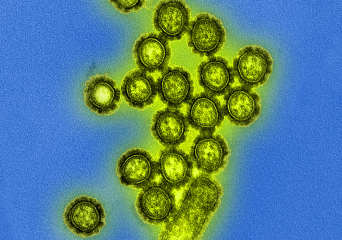 New flu drug drives drug resistance in influenza viruses
