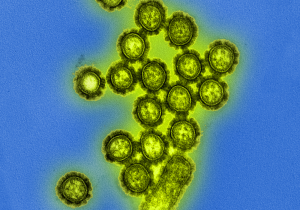 New flu drug drives drug resistance in influenza viruses