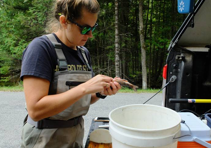 A woman holds a fish in her hand and adds a marker.