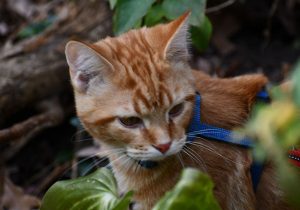 Study shows cats can contract, spread coronavirus
